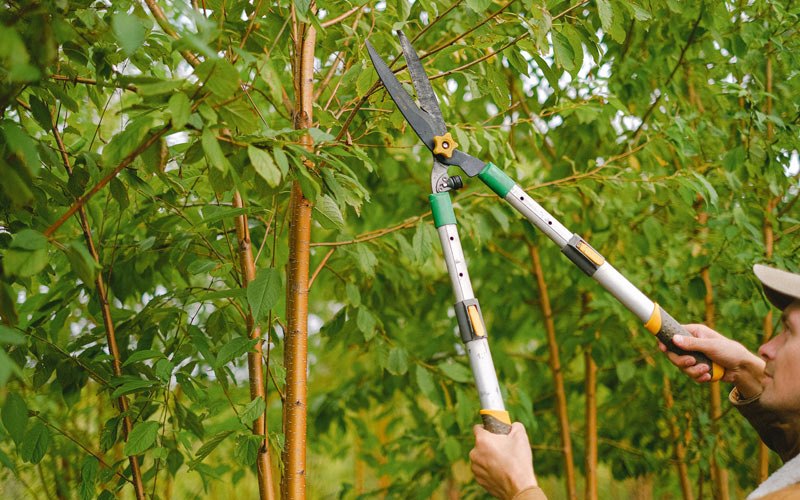 Tree trimming in Penney Farms, FL